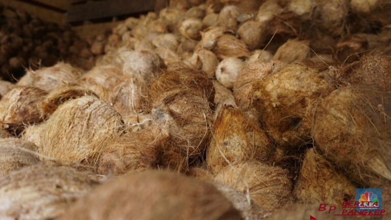 ada-usul-moratorium-ekspor-kelapa-begini-respons-kemendag