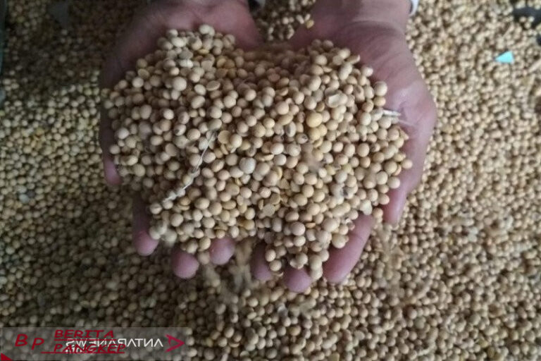 gakoptindo-yakin-kebijakan-tarif-trump-tak-memengaruhi-harga-kedelai-dari-as