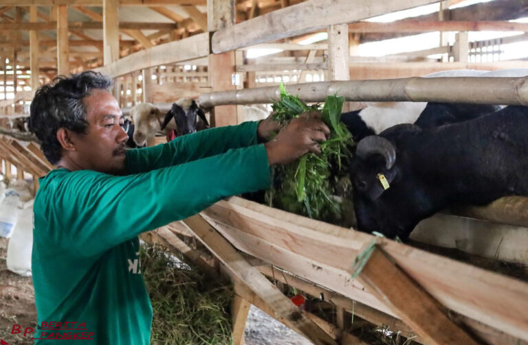 layanan-kurban-iduladha-perluas-kepedulian-dan-manfaat-bagi-masyarakat