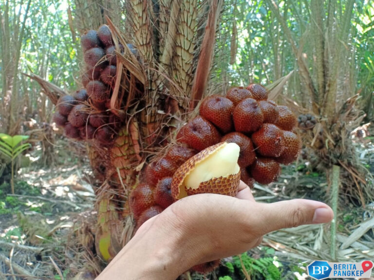 marak-tambang-pasir-malapetaka-ancam-kebun-salak-pondoh-di-merapi