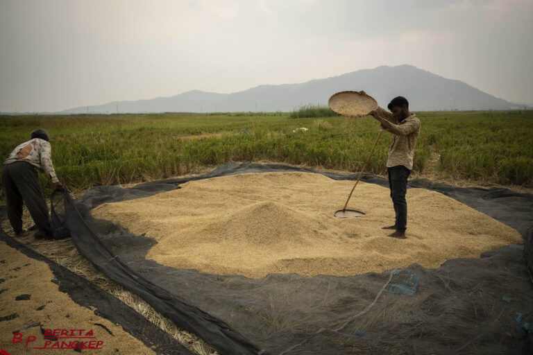 peneliti-ungkap-beras-dunia-tercemar-racun-apa-bahayanya