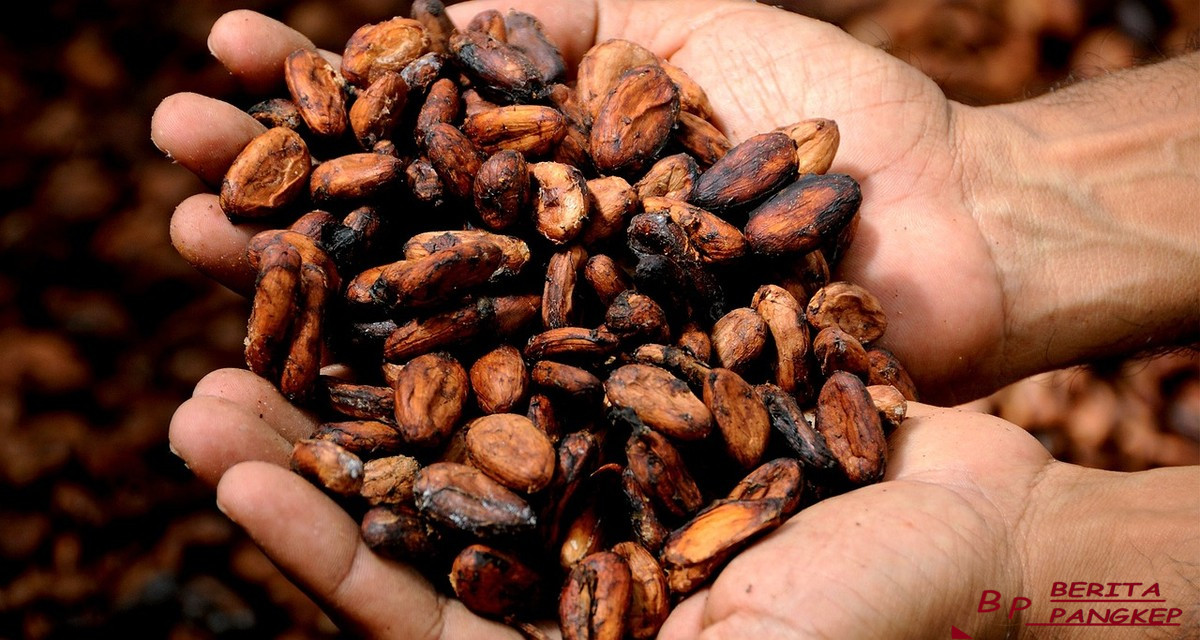 petani-brasil-berambisi-jadi-surga-kakao-dunia-ri-gigit-jari