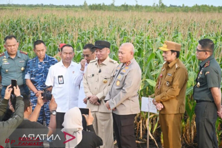 polda-kalsel-segera-panen-30-hektare-jagung-yang-ditanam-di-lahan-rawa