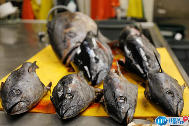 ri-tangkap-tuna-pakai-cara-tradisional-ternyata-ini-alasannya