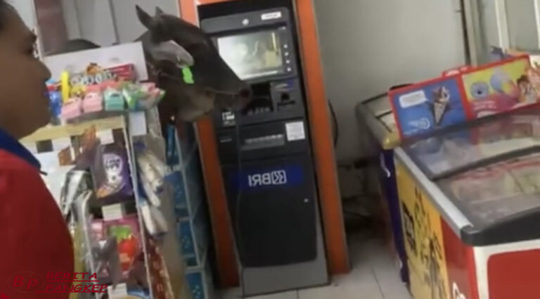 seekor-sapi-lepas-dan-masuk-minimarket-di-kawasan-cimanggis-depok