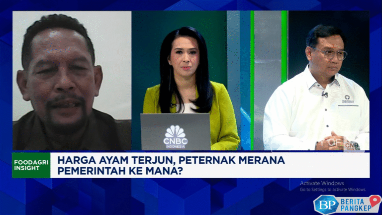 video-tata-kelola-buruk-masalah-harga-ayam-anjlok-terus-berulang