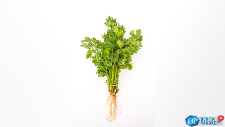 6-manfaat-seledri-untuk-kesehatan-dan-kandungannya
