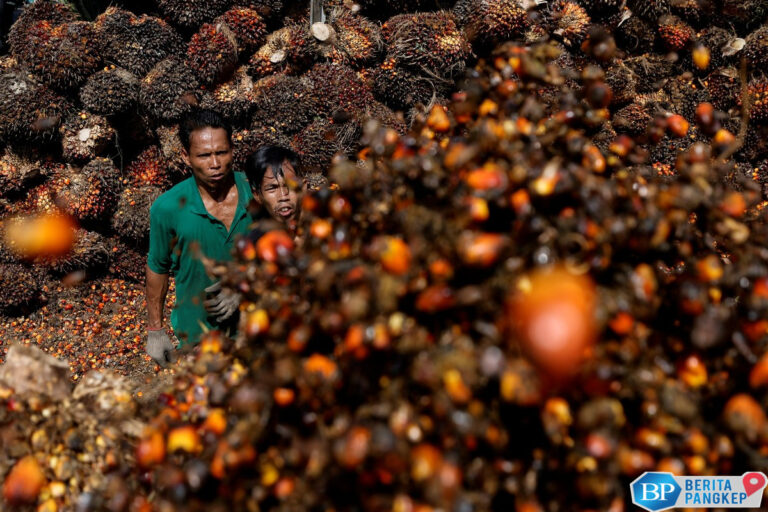 awas-india-pakistan-tegang-ekspor-cpo-ri-terancam