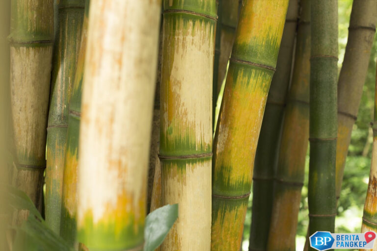 bambu-ri-simpan-harta-karun-awet-muda-rebutan-warga-as-dan-india
