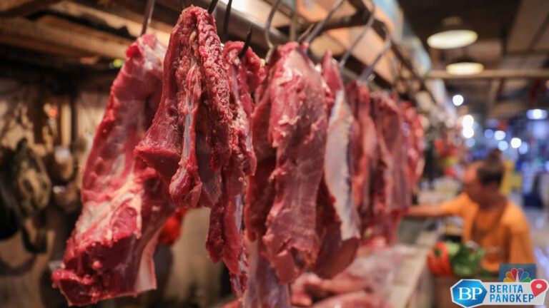 brasil-umumkan-bebas-penyakit-pmk-ri-dikabarkan-impor-jeroan-sapi