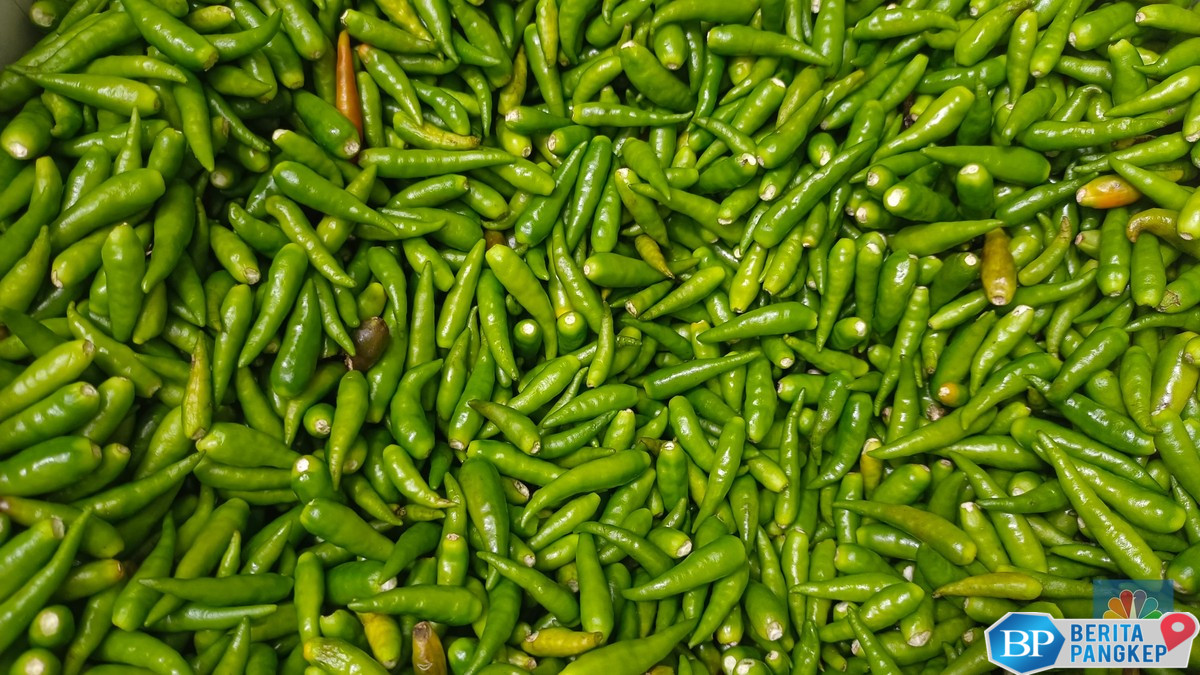 bukan-rawit-merah-harga-cabai-ini-lagi-meledak-seminggu-naik-100