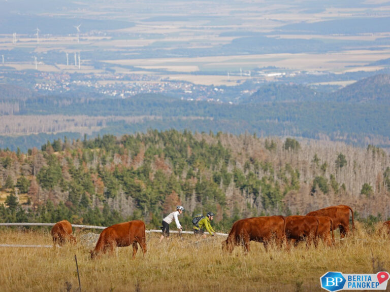 daftar-10-negara-penghasil-sapi-terbanyak-di-dunia