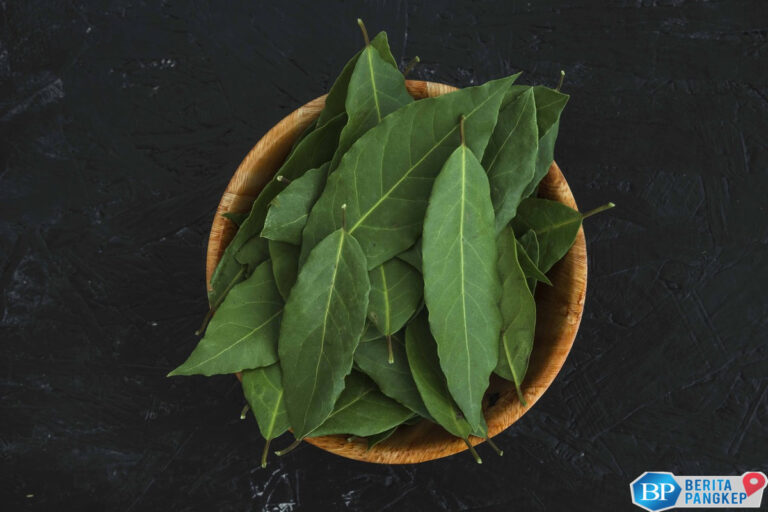 daun-salam-ri-harum-di-dapur-dunia-diburu-jepang-hingga-belanda