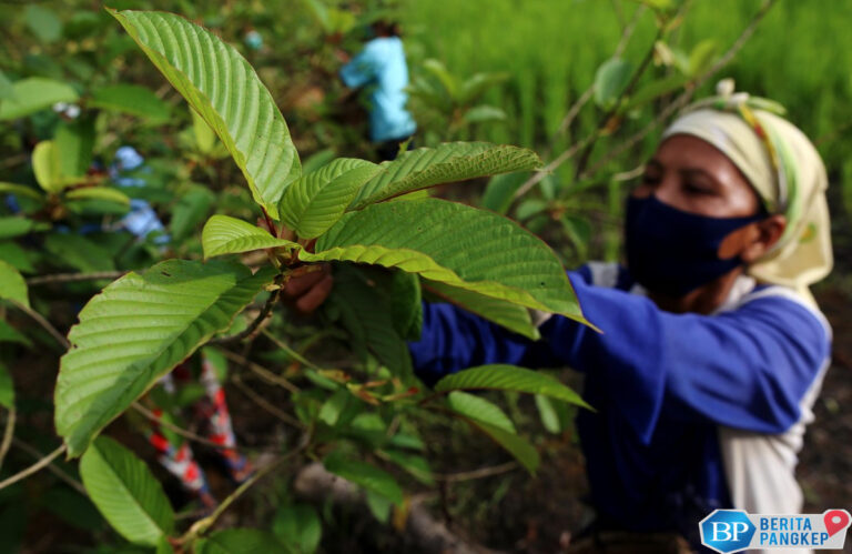 daun-surga-ri-digilai-warga-as-diseduh-bisa-nambah-vitalitas