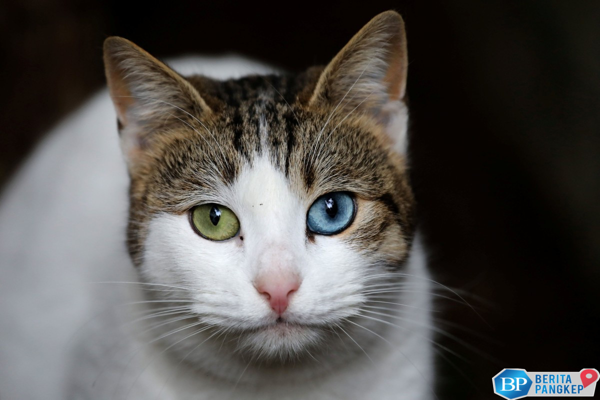 geger-ilmuwan-rusia-ungkap-adanya-flu-kucing-potensi-kematian-70