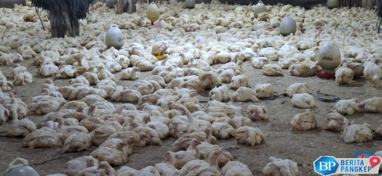 harga-ayam-sempat-anjlok-bikin-peternak-nangis-begini-kabar-terbaru