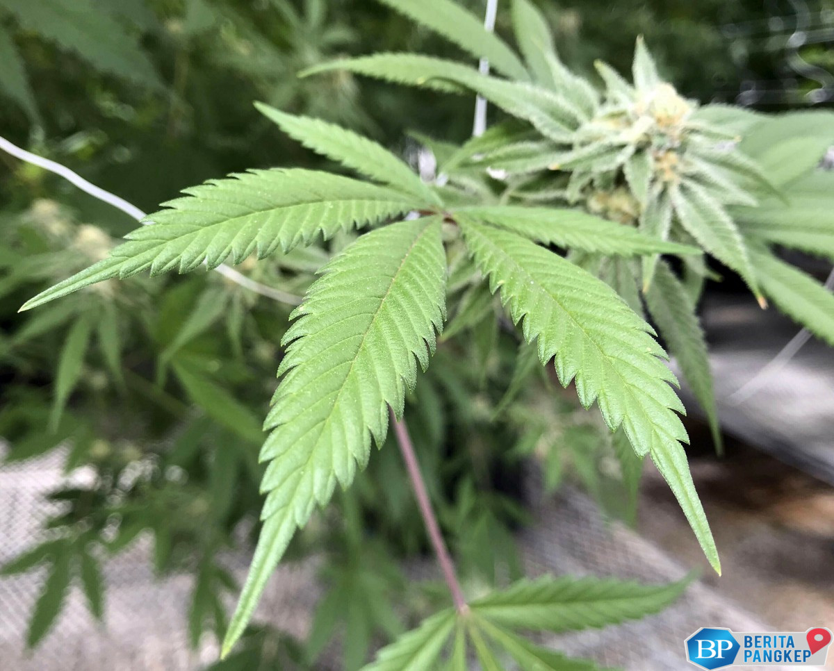 heboh-temuan-permen-mengandung-ganja-anak-anak-mendadak-sakit