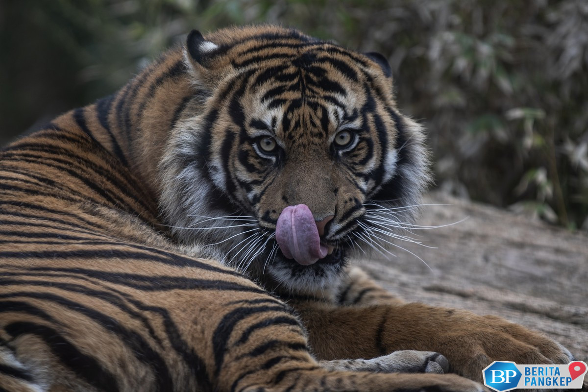 hewan-kurang-gizi-hingga-dibiarkan-mati-polisi-serbu-taman-safari-ini