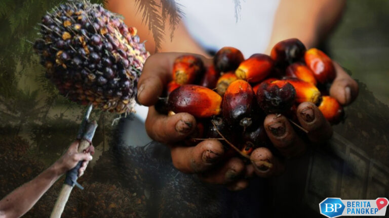 kabar-baru-china-mau-investasi-teknologi-sawit-terkini-rp149-t-di-ri