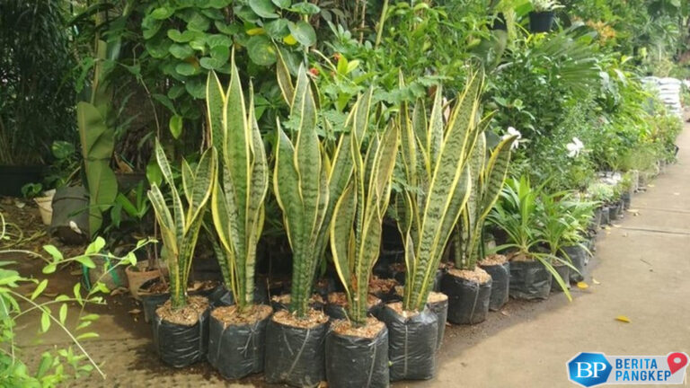 lidah-mertua-ri-ekspornya-menjulur-sampai-ke-amerika-serikat