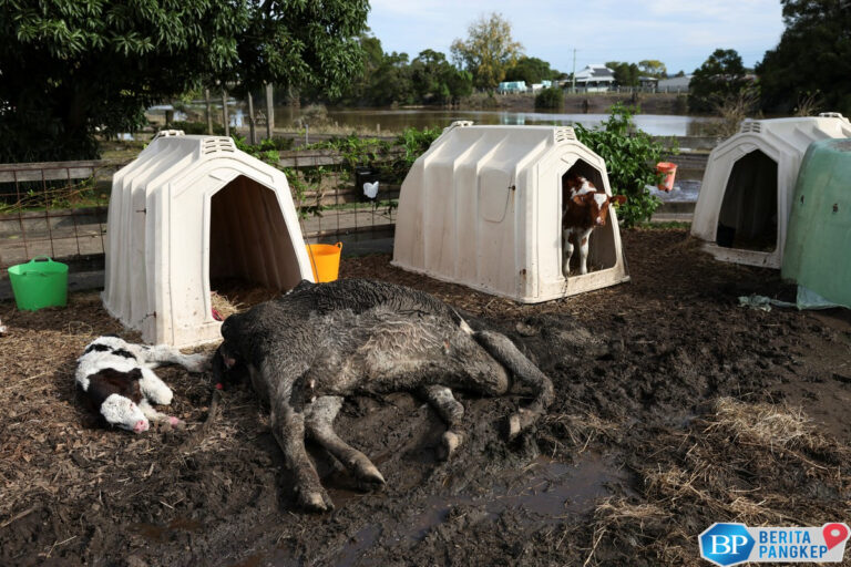 malapetaka-hantam-tetangga-ri-ribuan-properti-rusak-sapi-sapi-mati-1