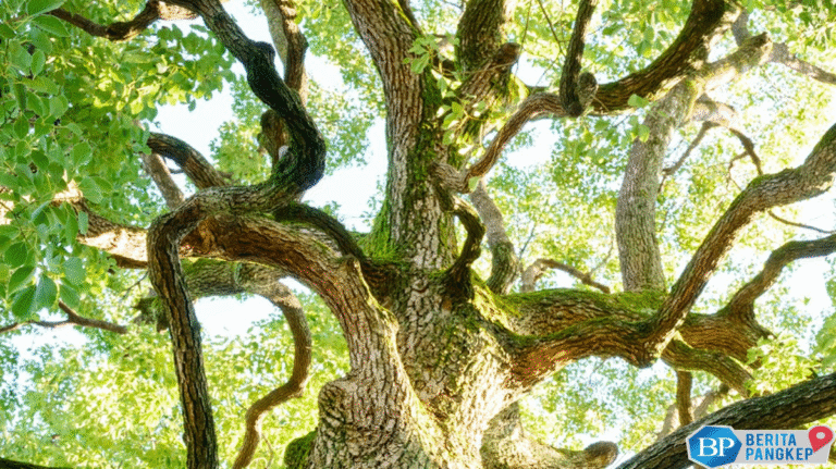 minuman-surga-dalam-al-quran-ditemukan-di-ri-jadi-buruan-arab