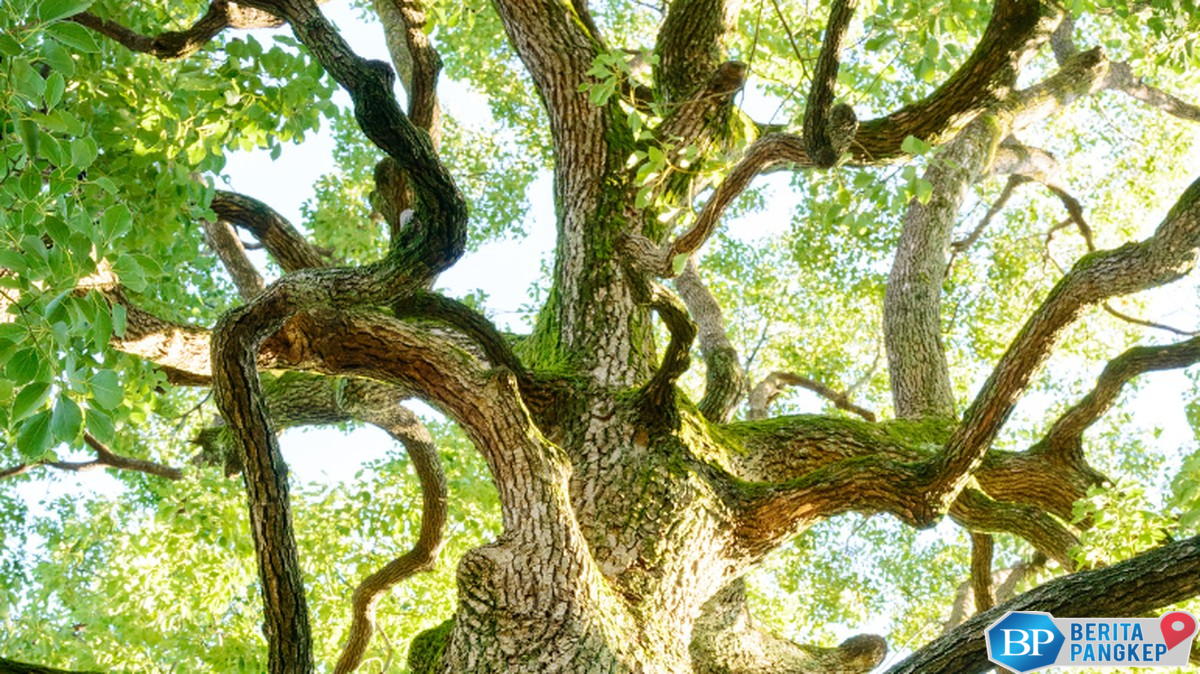 minuman-surga-dalam-al-quran-ditemukan-di-ri-jadi-buruan-arab