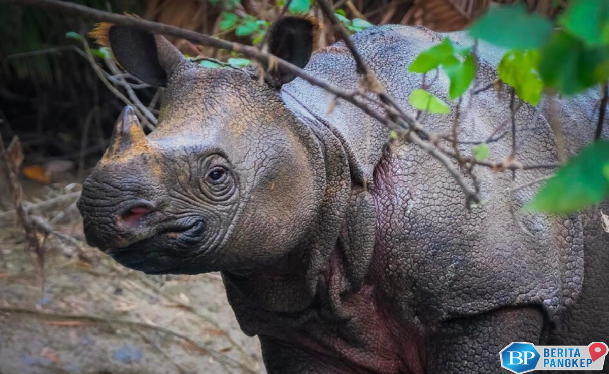 negara-ini-siap-jadi-rumah-baru-bagi-70-badak-putih-afsel