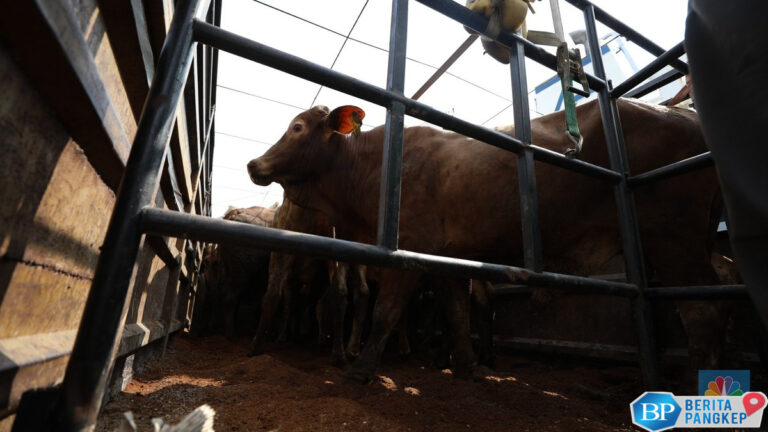 pemerintah-jor-joran-impor-sapi-hidup-total-534-ribu-ekor-di-2025