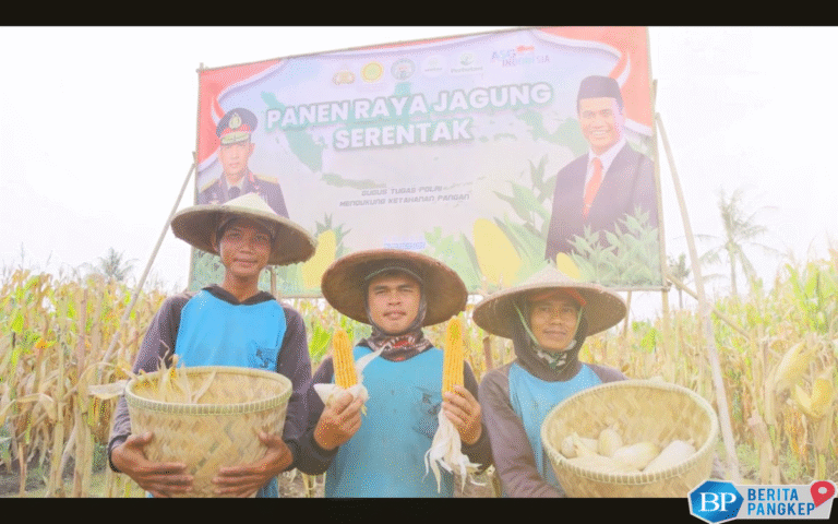 pik2-dukung-panen-raya-jagung-serentak-di-tegal-angus