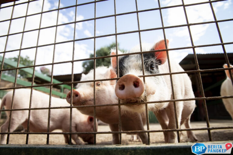 produksi-daging-babi-ri-terus-merosot-virus-dari-afrika-jadi-pemicu