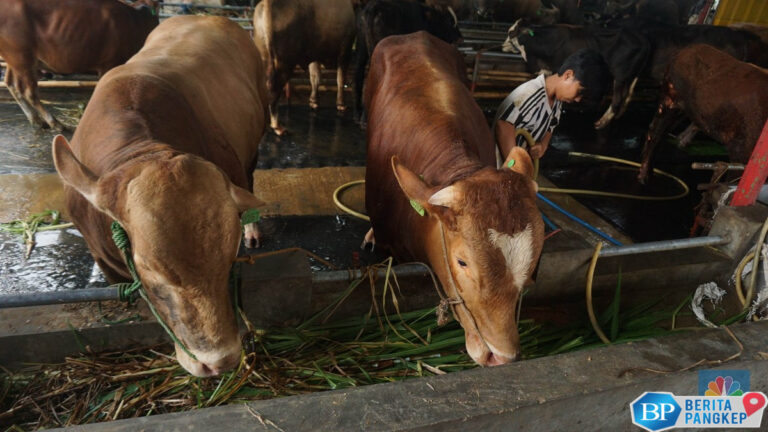 sapi-impor-australia-tak-boleh-ini-5-jenis-hewan-bisa-jadi-kurban