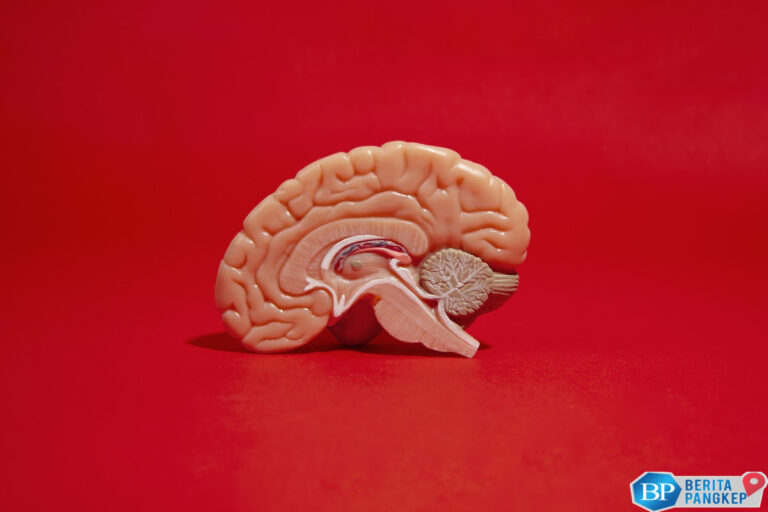 terlalu-lama-duduk-bikin-otak-menyusut-mitos-atau-fakta