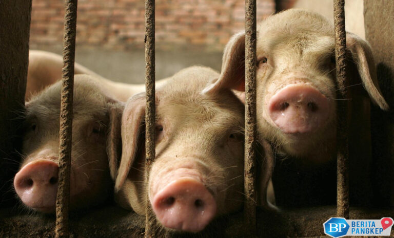 ternyata-begini-asal-mula-babi-ditinggalkan-di-tanah-arab