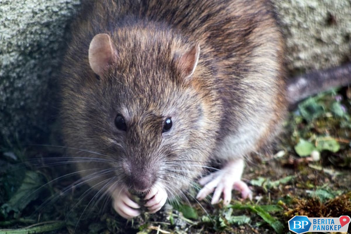 tikus-bambu-jadi-bintang-live-streaming-raup-rp-67-juta-sehari