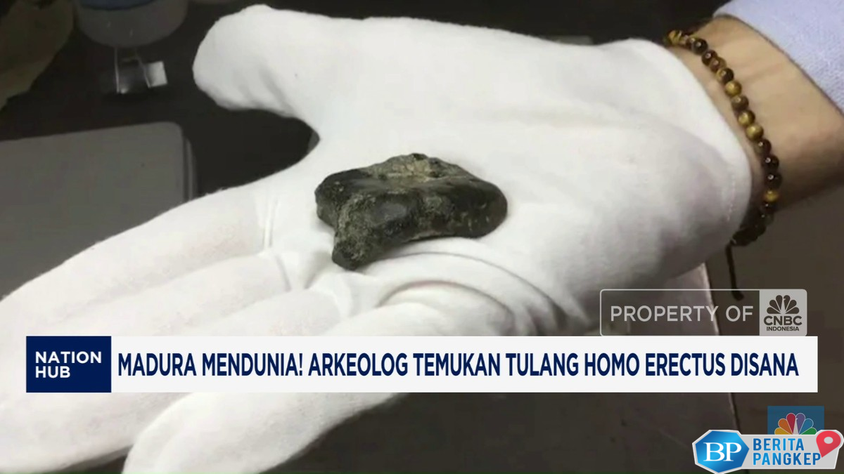 video-arkeolog-temukan-tulang-homo-erectus-di-madura