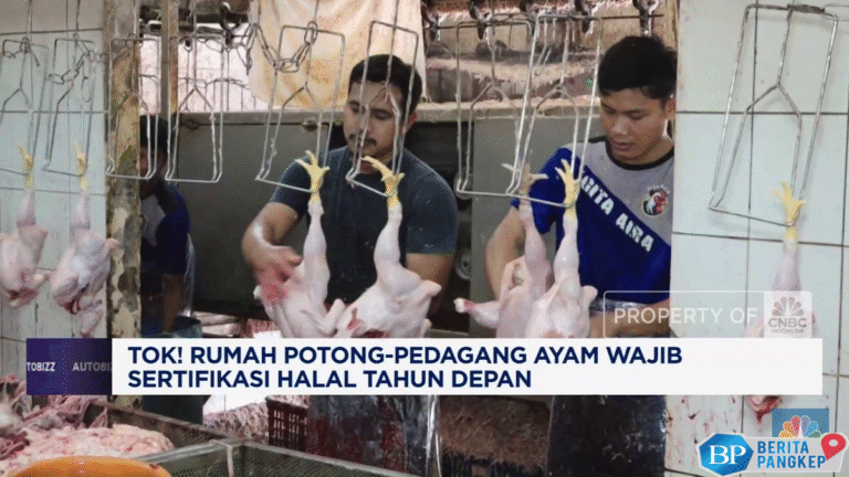 video-rumah-potong-pedagang-ayam-wajib-sertifikasi-halal-tahun-depan