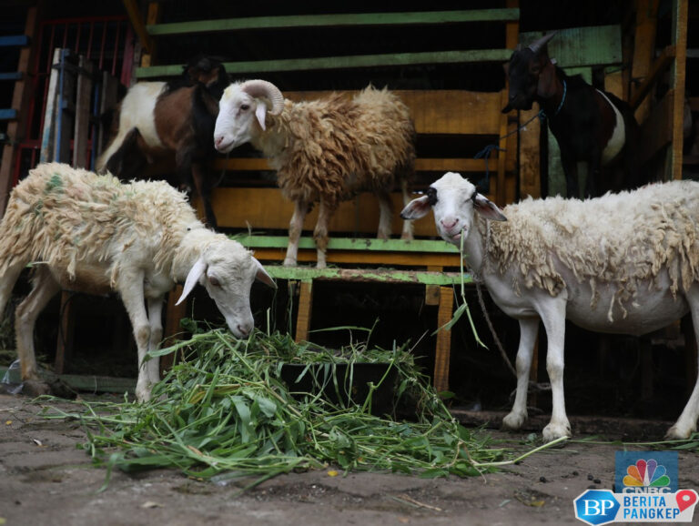 alasan-logis-kenapa-kambing-menggantikan-ismail-sebagai-hewan-kurban