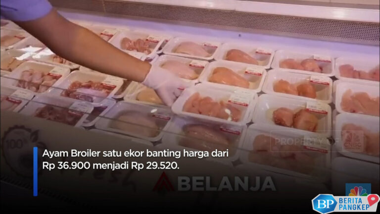 dear-bunda-transmart-ada-diskon-5020-nih-ayam-broiler-cuma-segini