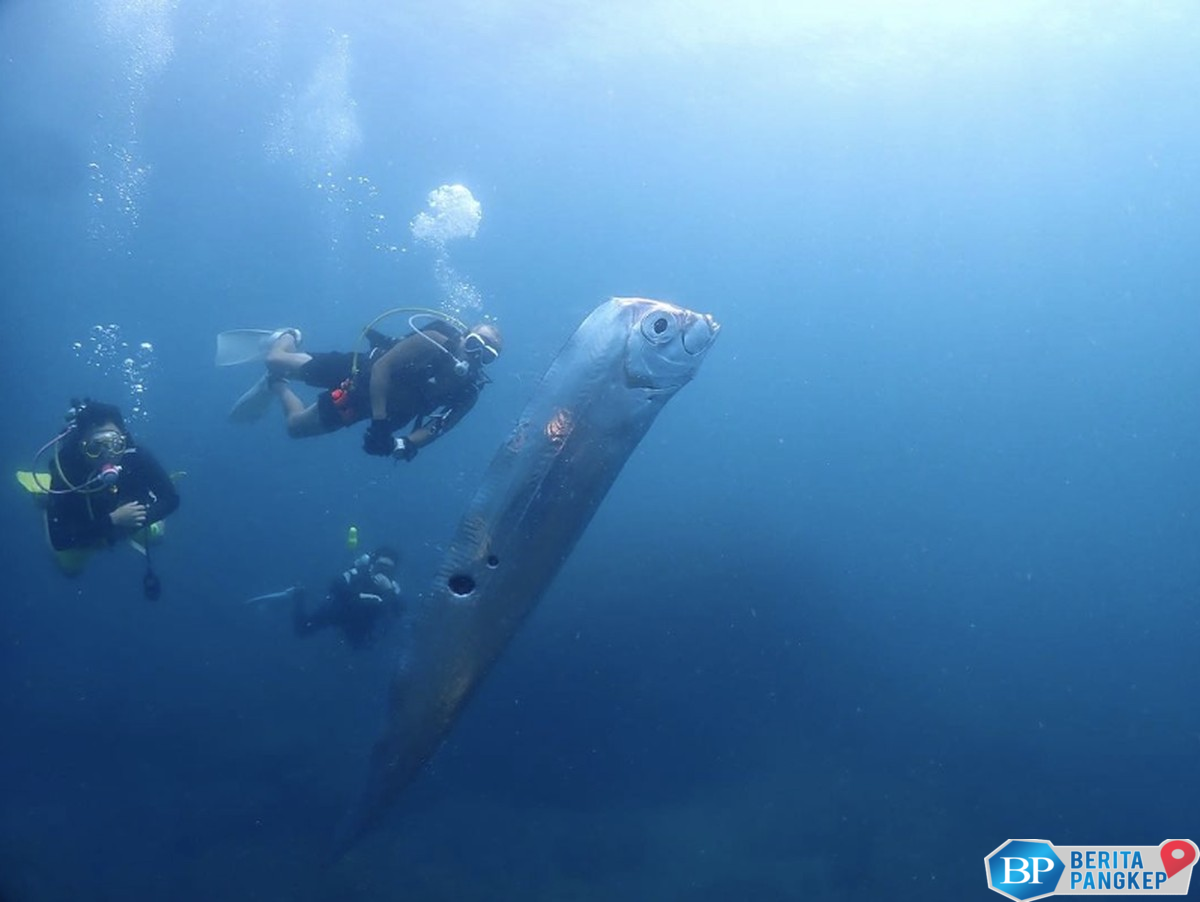 ikan-kiamat-raksasa-muncul-bawa-petaka-besar-cek-fakta-ilmiahnya