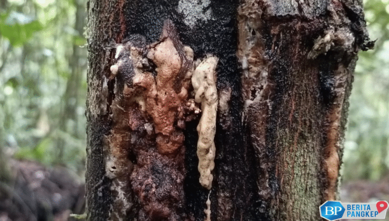 kemenyan-bakal-jadi-produk-primadona-ekspor-ri-potensinya-us23-m