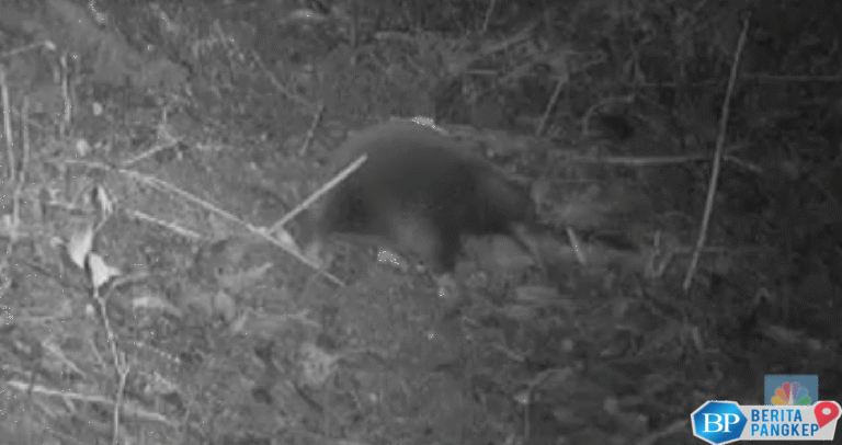 mamalia-era-dinosaurus-ditemukan-masih-hidup-di-pedalaman-papua