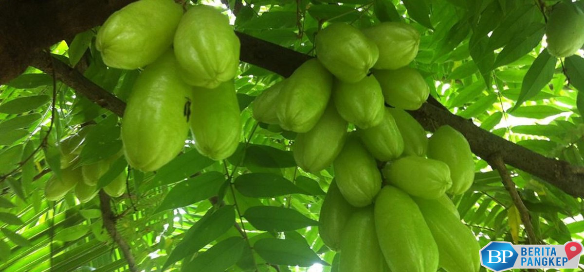 pantas-diburu-negara-asing-ini-manfaat-daun-belimbing