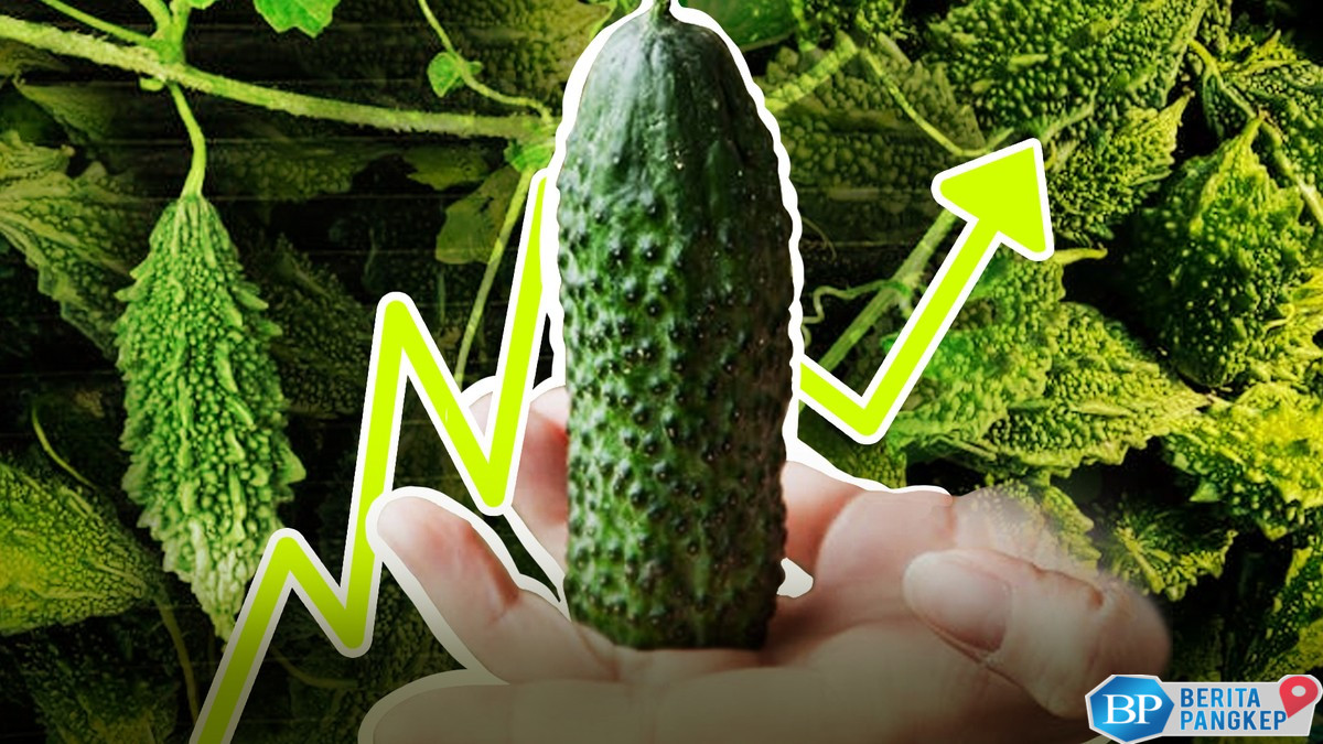pare-sayuran-pahit-yang-menggoda-dunia-produksi-ri-bersaing-vs-china