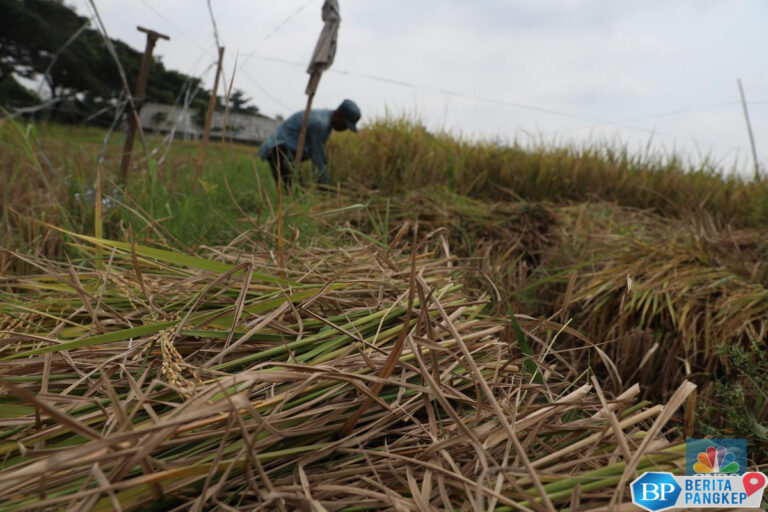 perubahan-iklim-tingkatkan-risiko-petani-bunuh-diri