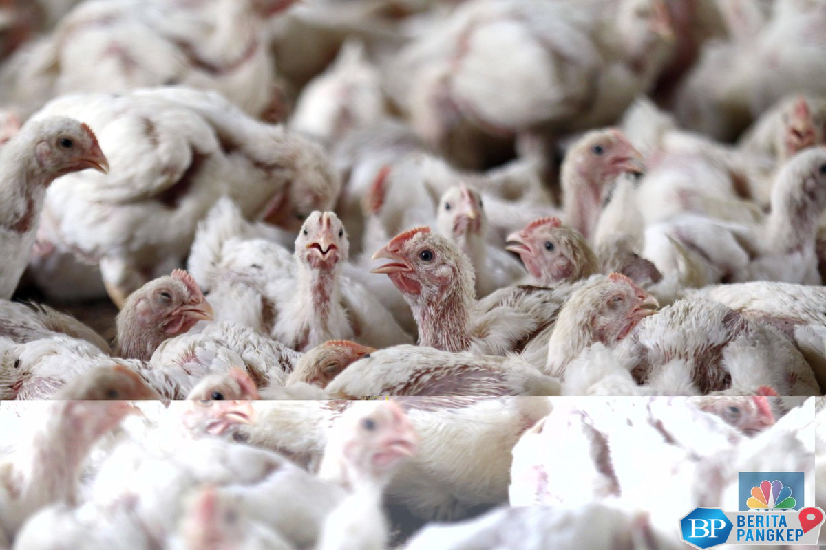 resmi-berlaku-harga-ayam-di-peternak-ditetapkan-paling-murah-rp18000