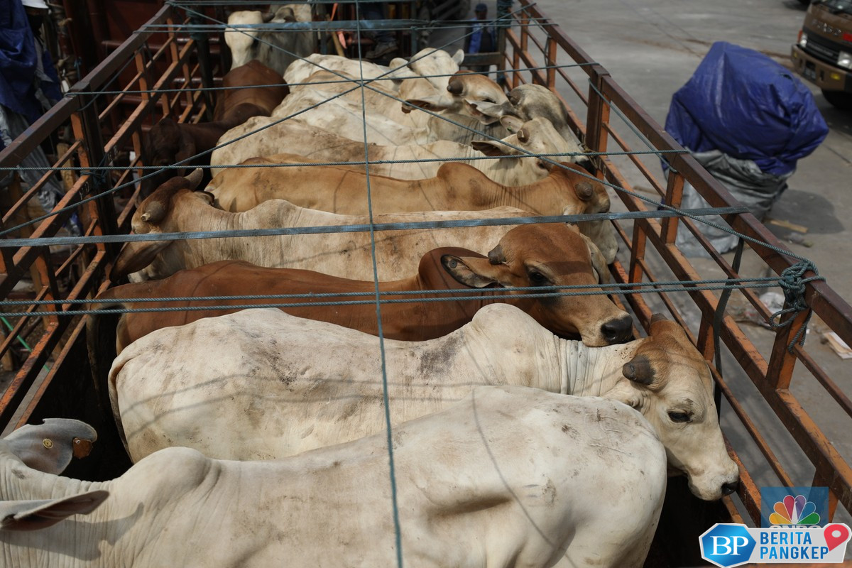 ri-cari-200000-ekor-sapi-bunting-impor-yang-masuk-baru-9700-ekor