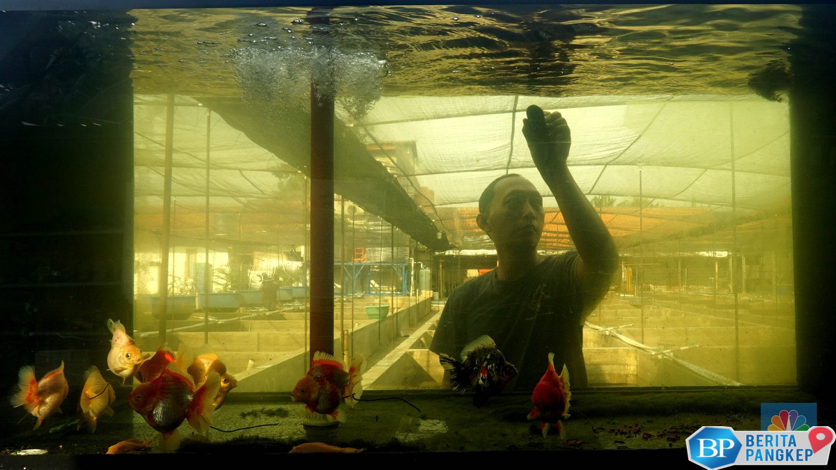 rugi-400-juta-pembudidaya-ikan-hias-ekspor-ini-keluhkan-cuaca-ekstrem