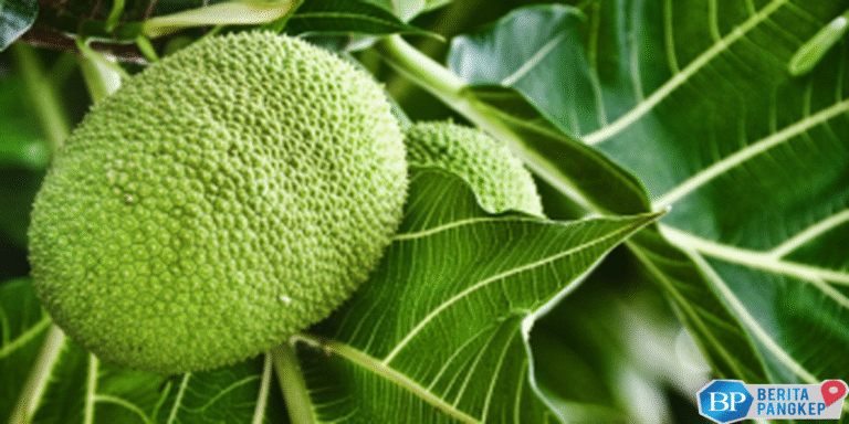 sakti-buah-asli-ri-disebut-bisa-atasi-kiamat-diburu-orang-eropa