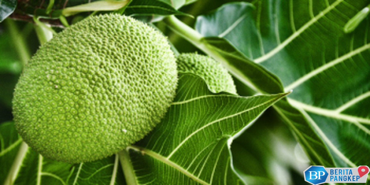 sakti-buah-asli-ri-disebut-bisa-atasi-kiamat-diburu-orang-eropa